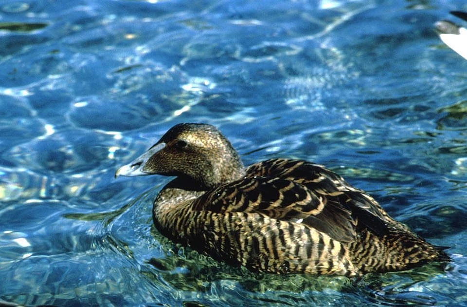 American bird duck