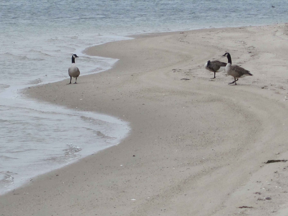 Canada domestic geese