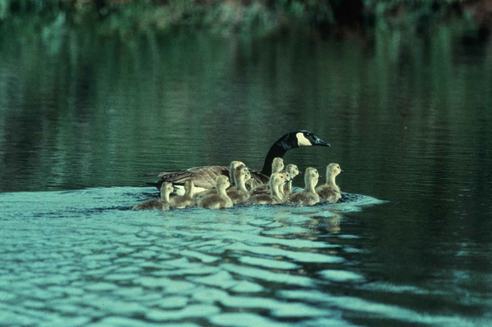 Canada crude goose photo