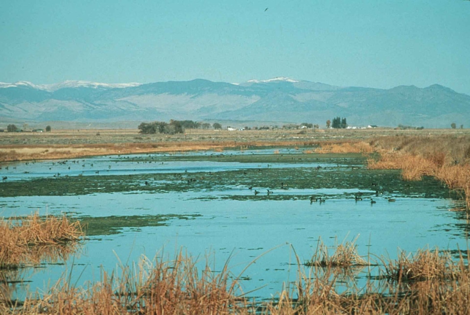 Canada geese wetland