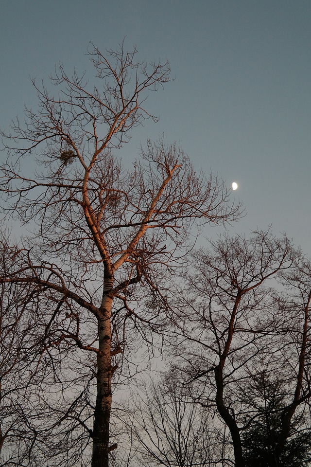 White poplar large high