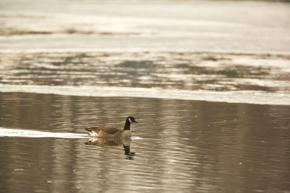 Bathe canada goose