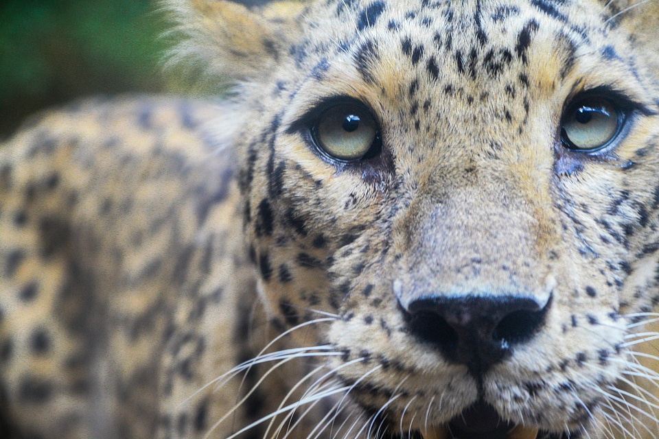 Close-up portrait face