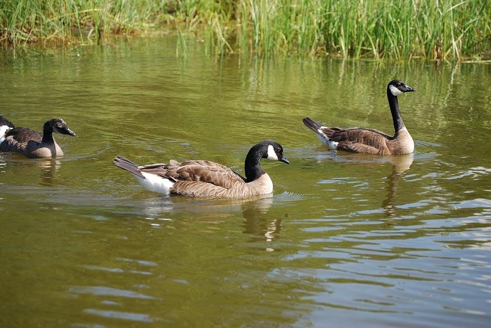 Bird canada goose photo