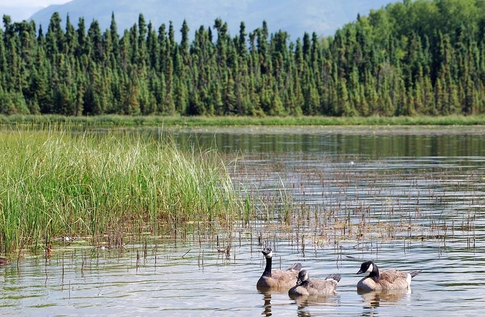 Anchorage canada goose