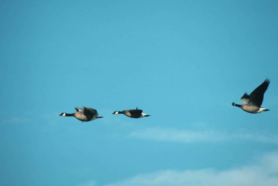 Canada flight goose