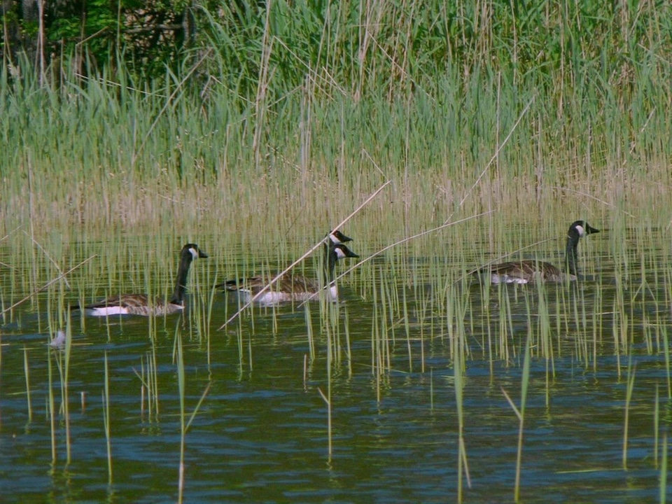Bathe canadian geese