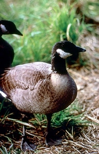 Canada goose photo