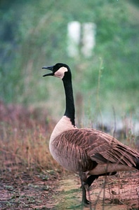 Bird canadian goose photo
