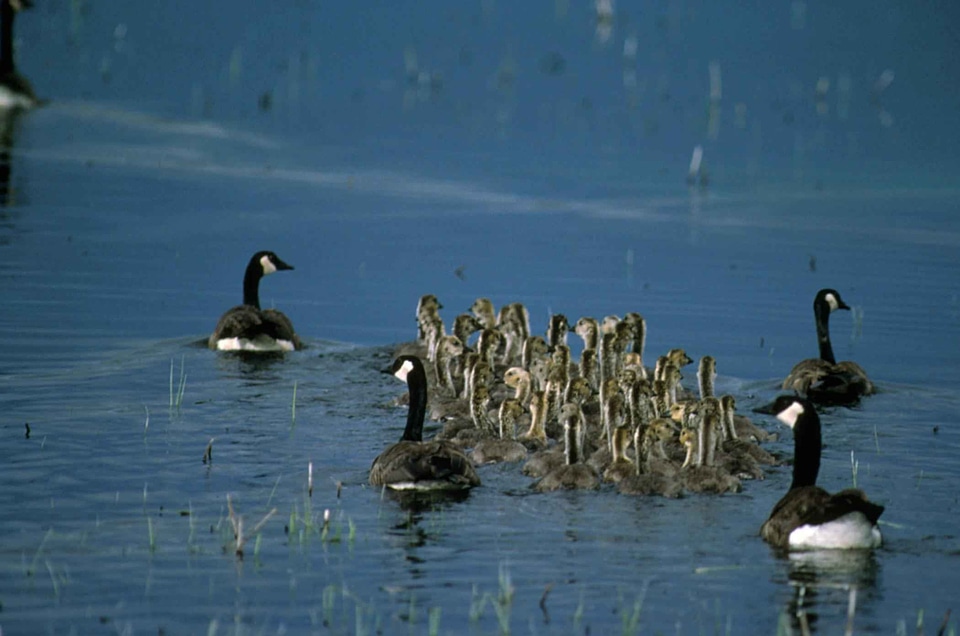 Bathe canadian geese