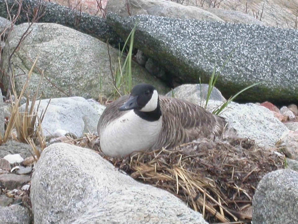 Aquatic Bird bird nest