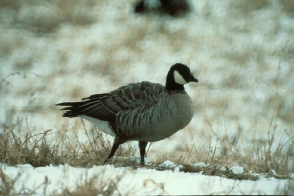 Aquatic Bird bird 