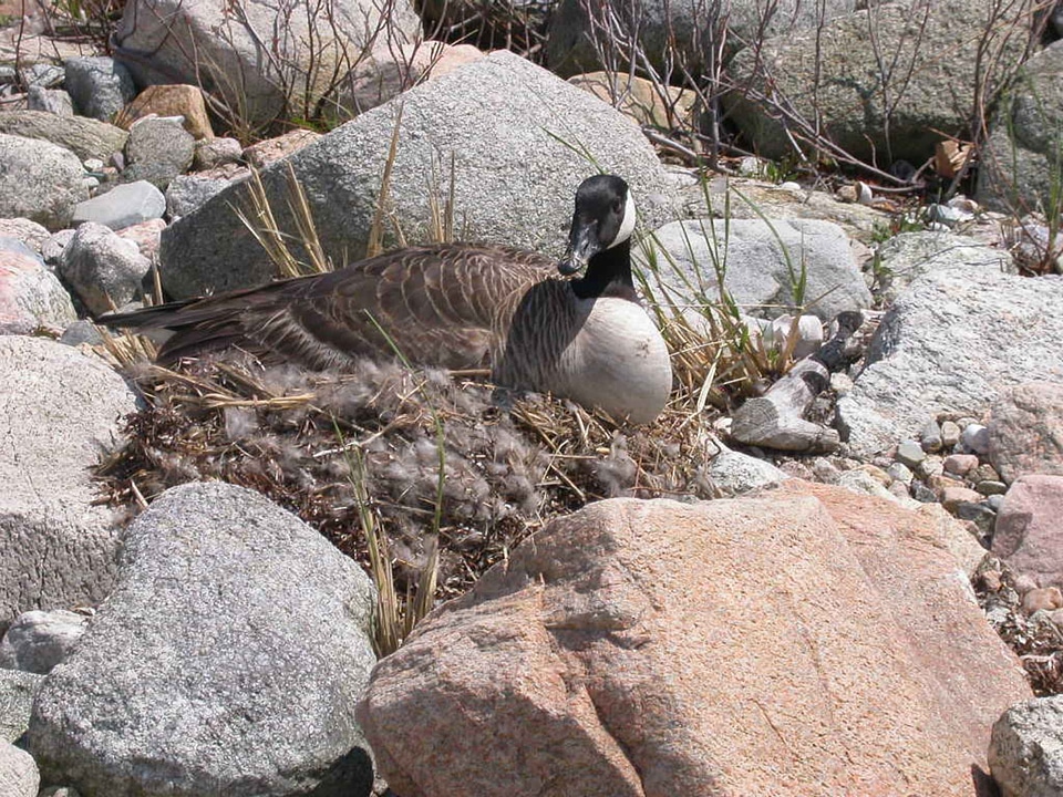 Canadian goose nest