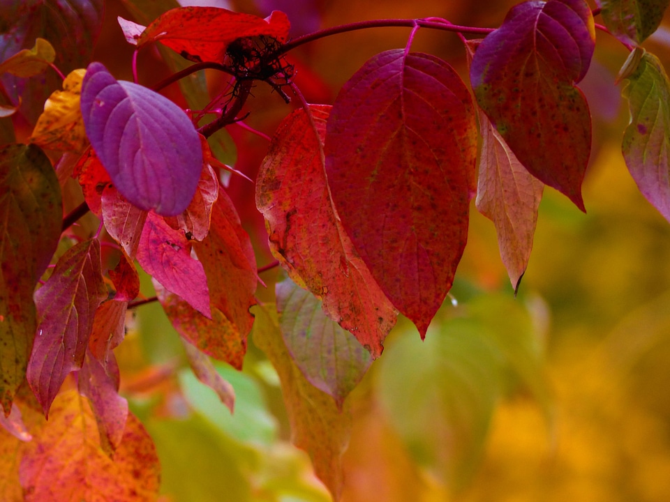 Nature season vibrant