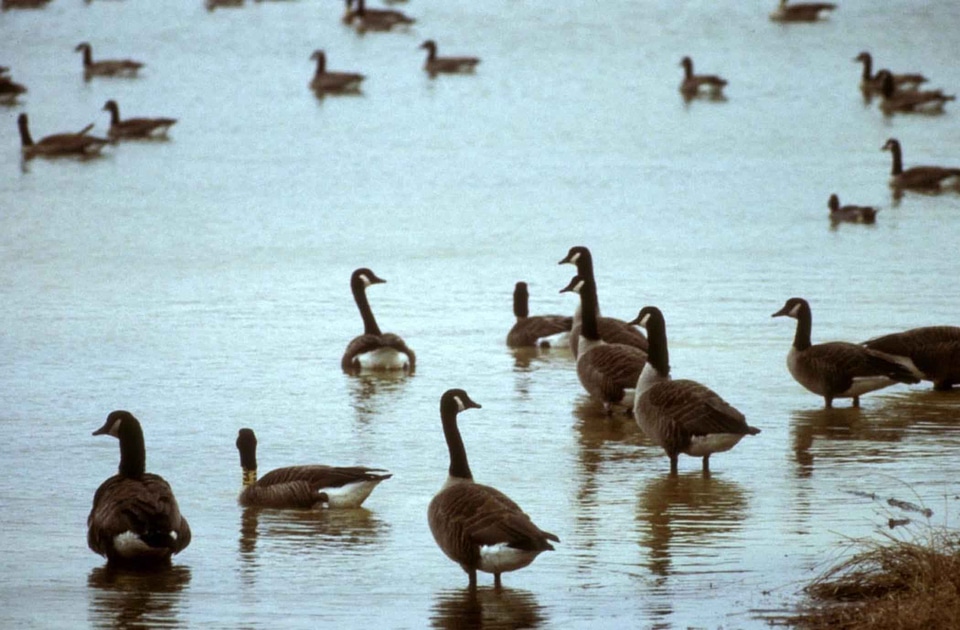 Bird canada geese photo