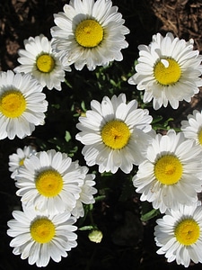 White spring petals photo
