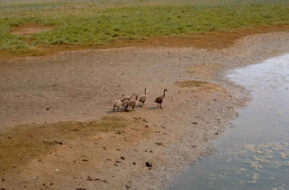 Branta Bernicla phylum sand