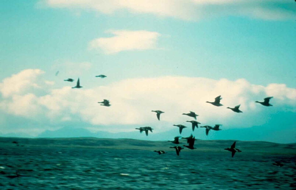 Bird flight 