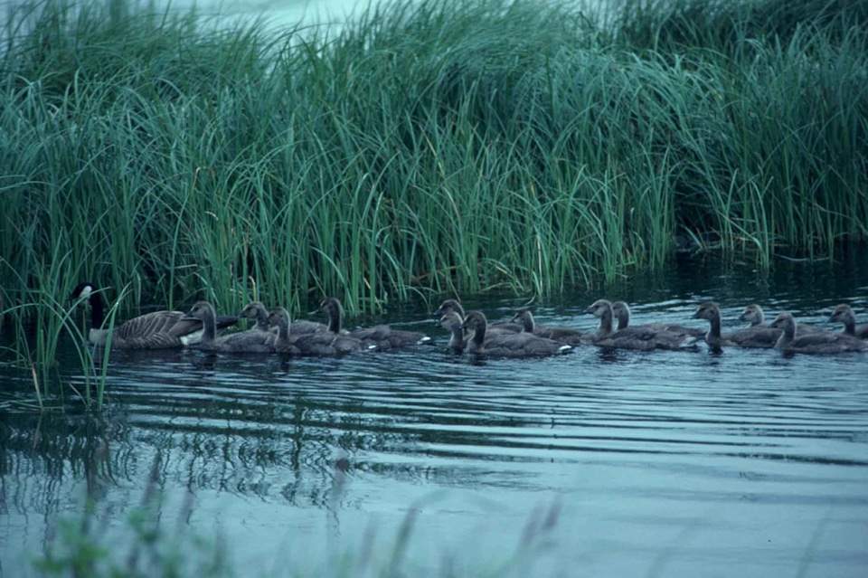 Canada crude goose