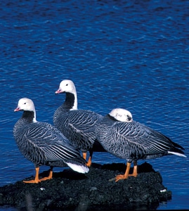 Emperor geese lake photo