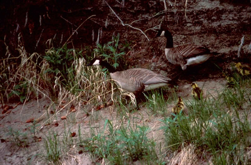 Bearing goose location