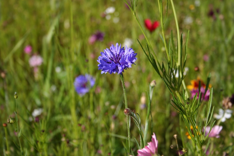 Spring meadow cornflower colorful