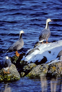 Bird emperor geese