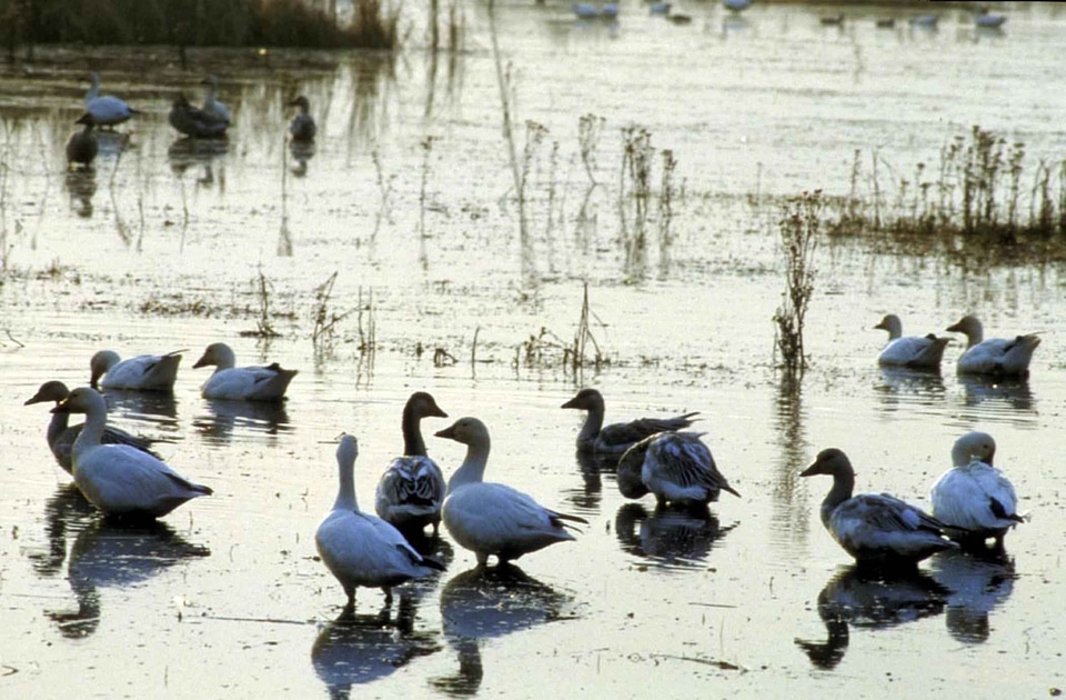 Aquatic Bird bird geese