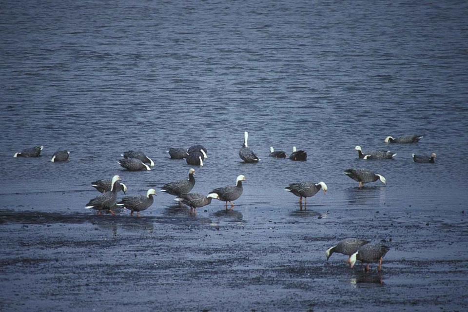 Emperor geese shoreline