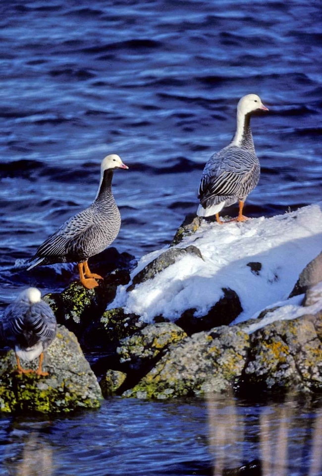 Aquatic Bird bird emperor