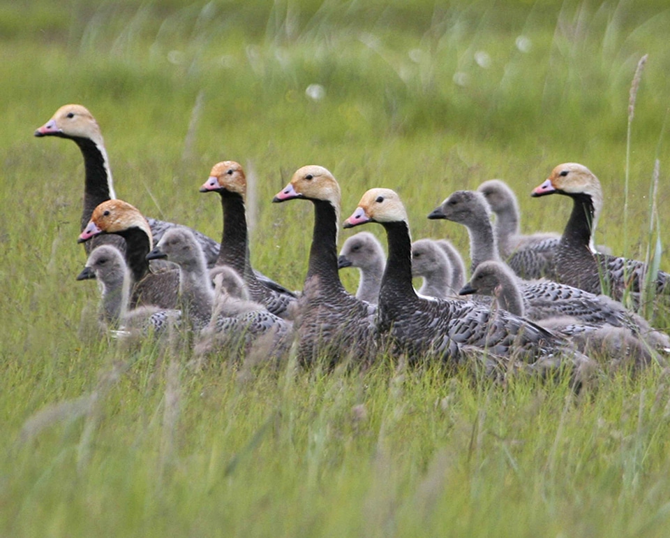 Emperor geese grass plants