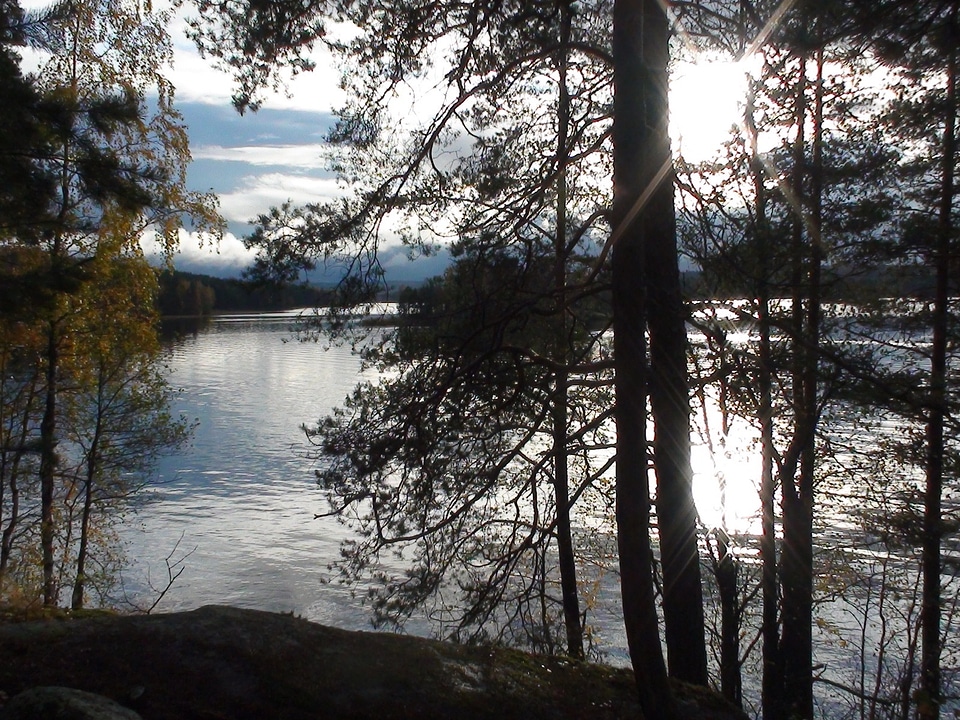 Peace reflections trees