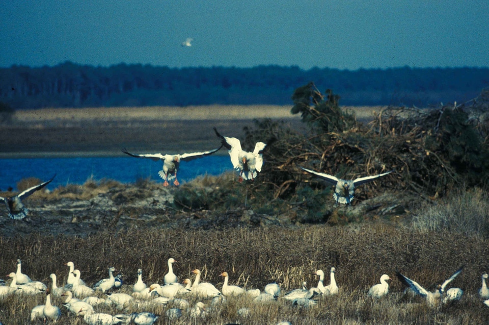 Earth geese group