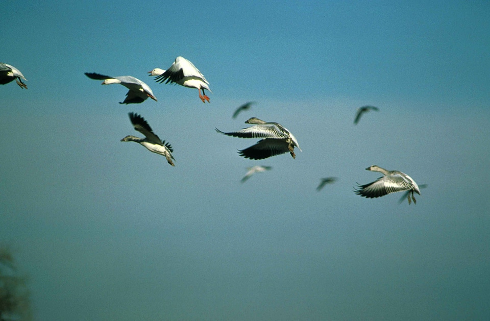 Flight flock geese photo