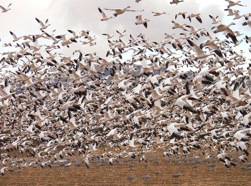 Animal flock geese
