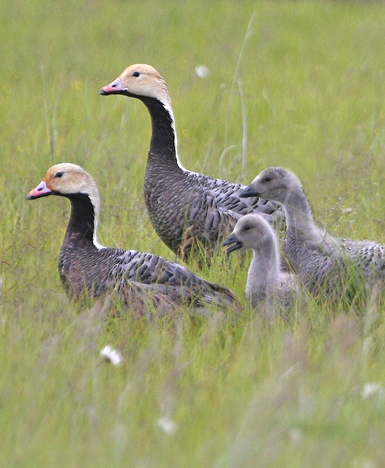 Emperor family goose