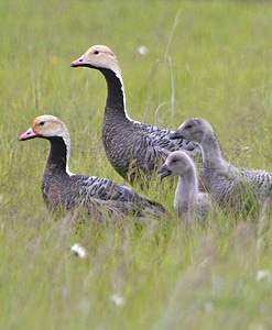 Emperor family goose photo