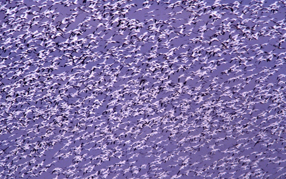 Flight flock geese