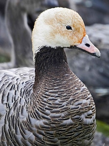Emperor goose photo