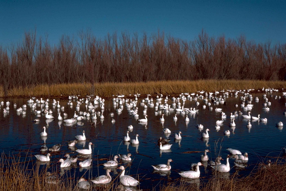 Apache domestic geese