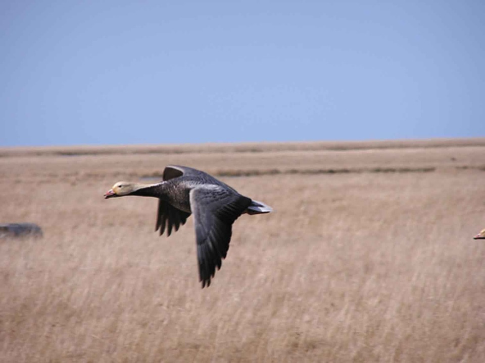 Emperor flight goose