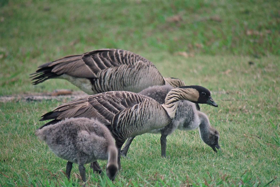 Aquatic Bird bird eat