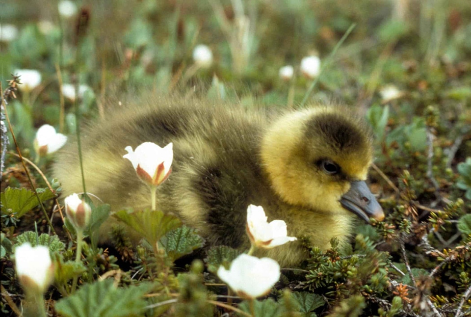 Goose gosling white