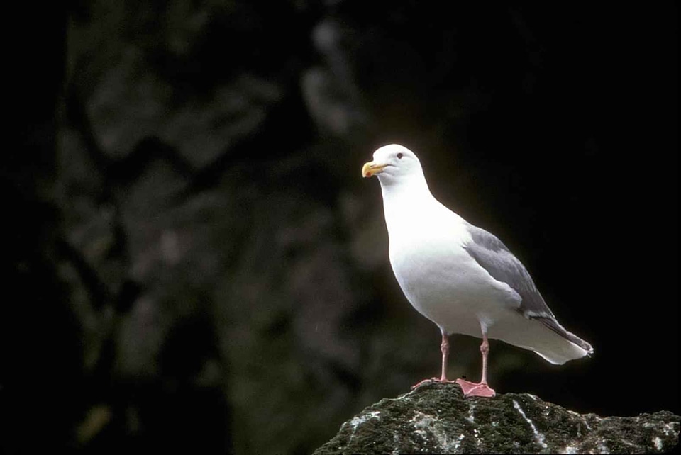 Bird  
