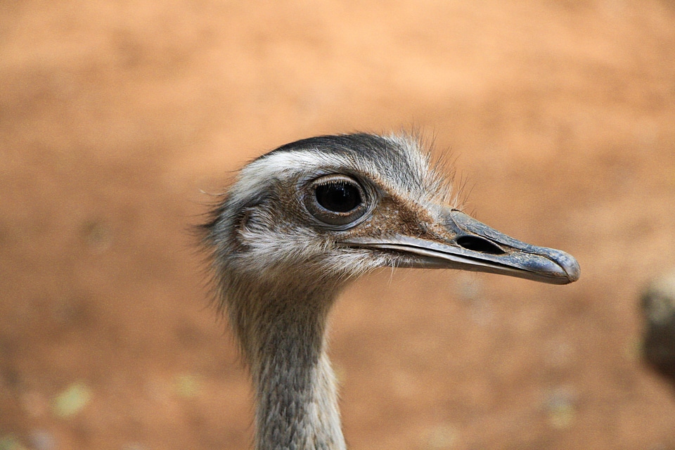 Beak animal wild