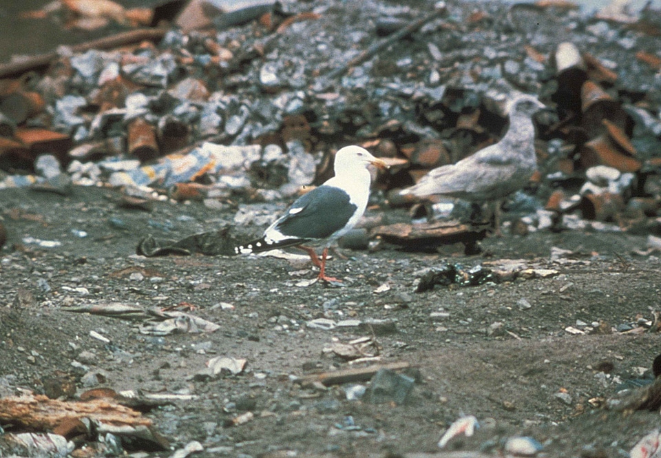 Bird  