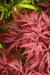 Red leaf tree photo