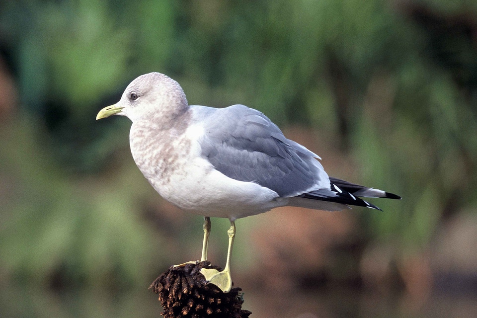 Bird  