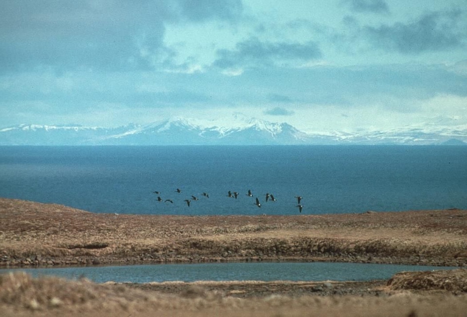Flock geese wetland