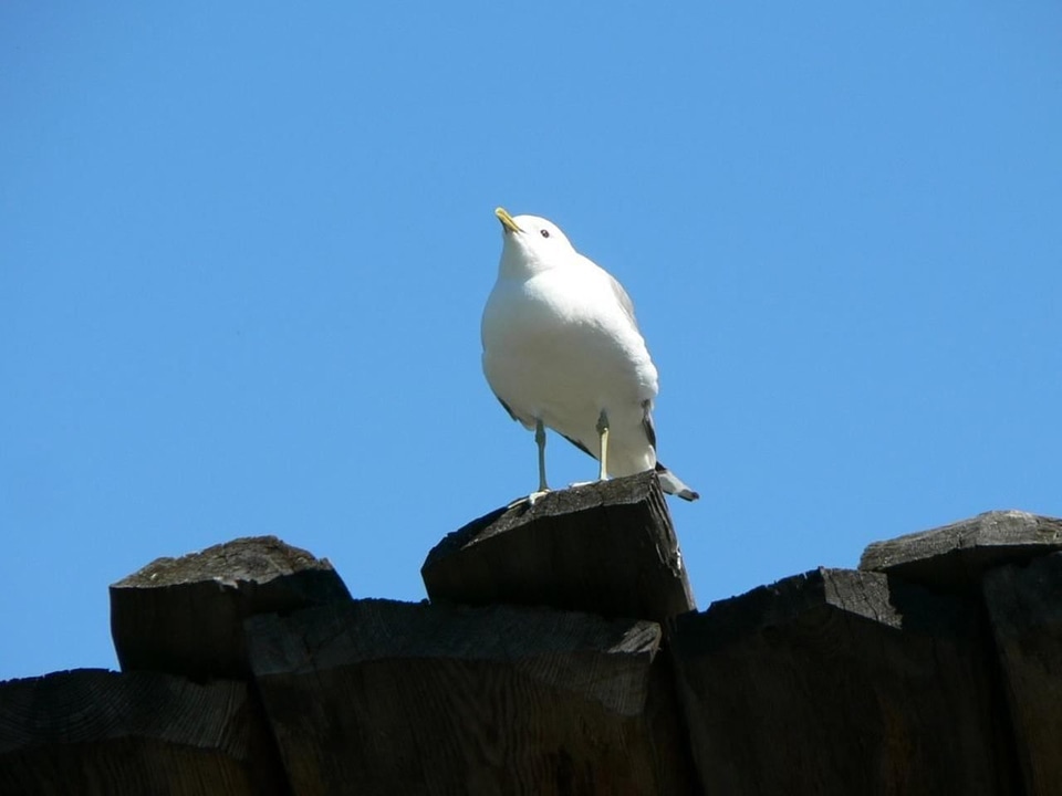 Basin Rissa larinae standing